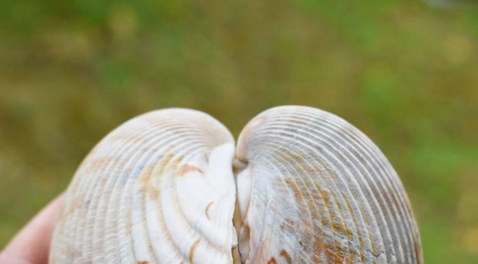 Winter is a Perfect Time for the Beach & Collecting Shells