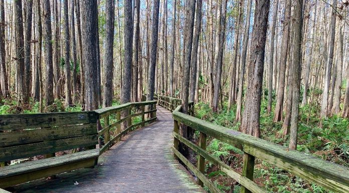 Highlands Hammock State Park – A Beautiful Visit