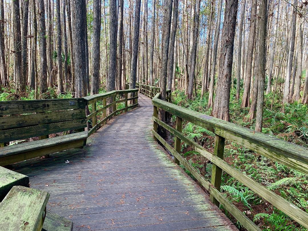 HammockBoardwalk1.jpeg