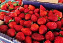 February is Fabulous Florida Strawberry Month