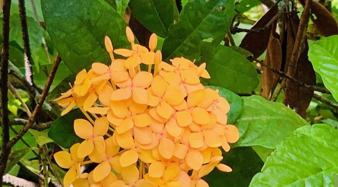 A Walk Through McKee Botanical Gardens